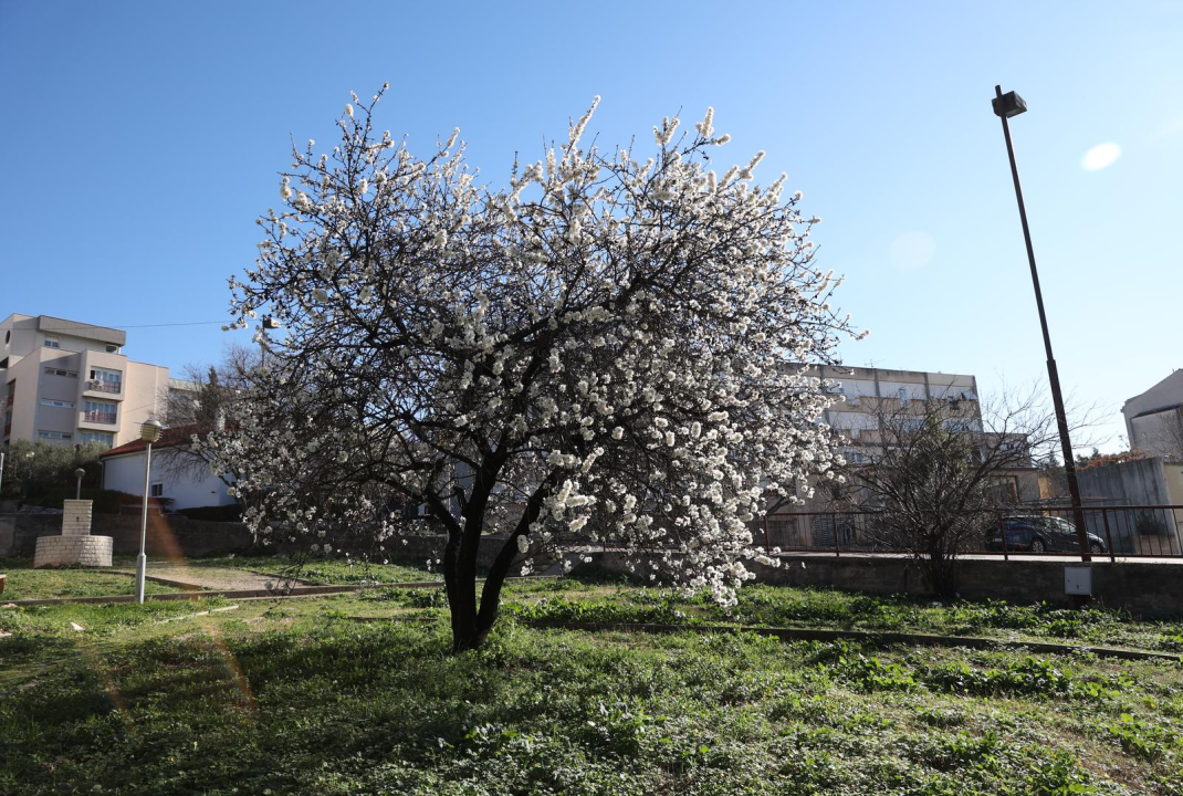 Postavljaju nove rekorde: Bademi u punom cvatu, a zima tek na pola puta