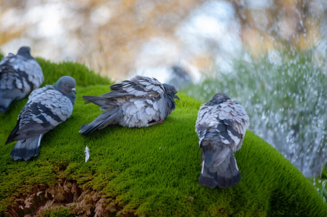 Šibenska živa fontana