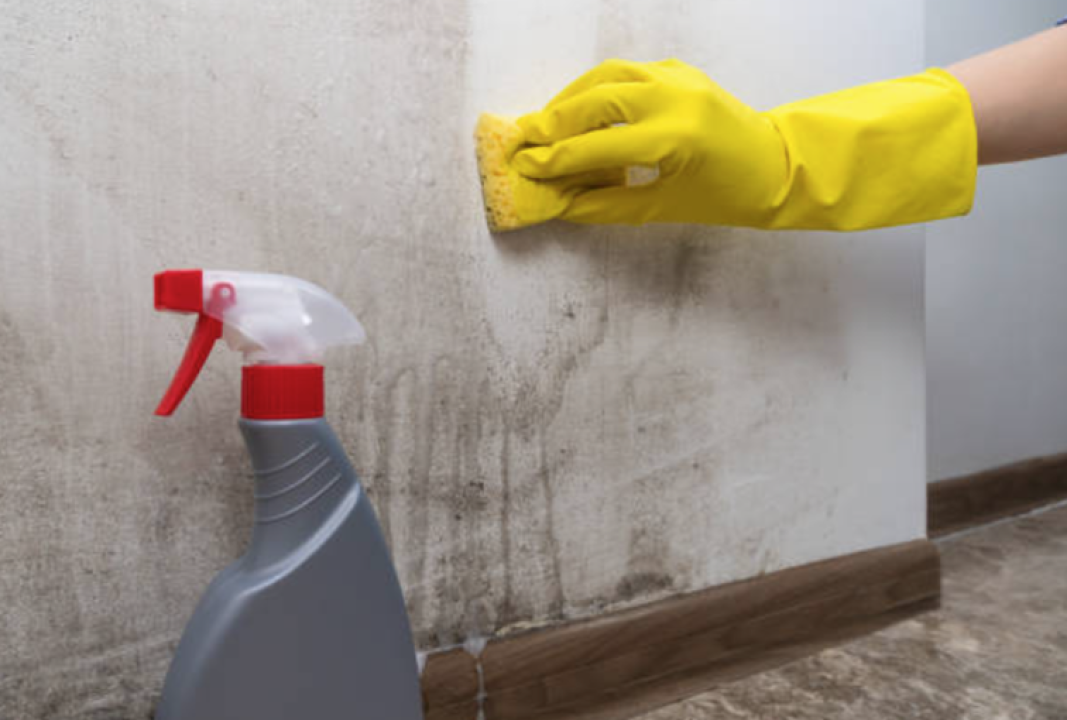 FOTO Dojadilo vam je čišćenje pljesnivih i vlažnih zidova, ništa više ne pomaže? Postoji rješenje!