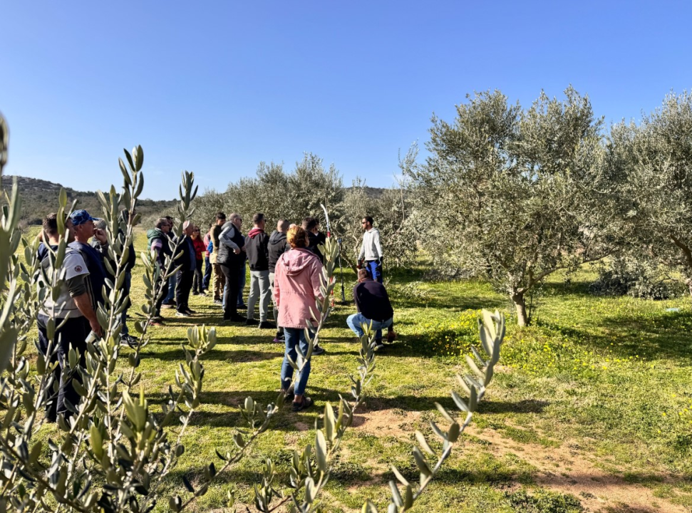 Velik broj maslinara okupio se u Pirovcu na radionici rezidbe maslina