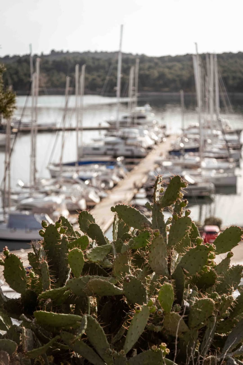 Mandalina - pomorska oaza Šibenika