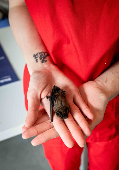 Anđelo Zorica oduvijek je znao da će biti veterinar