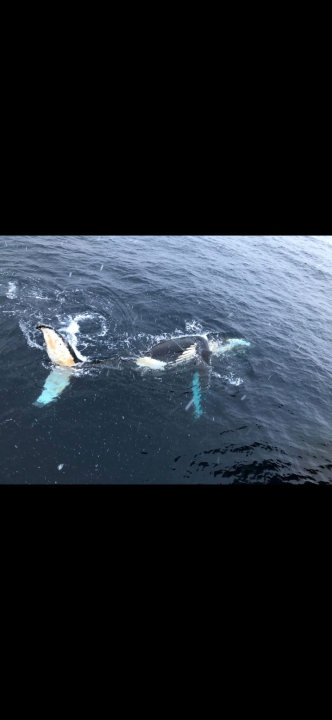 Veliki Gogo na sedmom kontinentu: 'Ako bi Antarktiku trebao opisati riječima, osjećao bi se da abnormalno umanjujem doživljaj' 