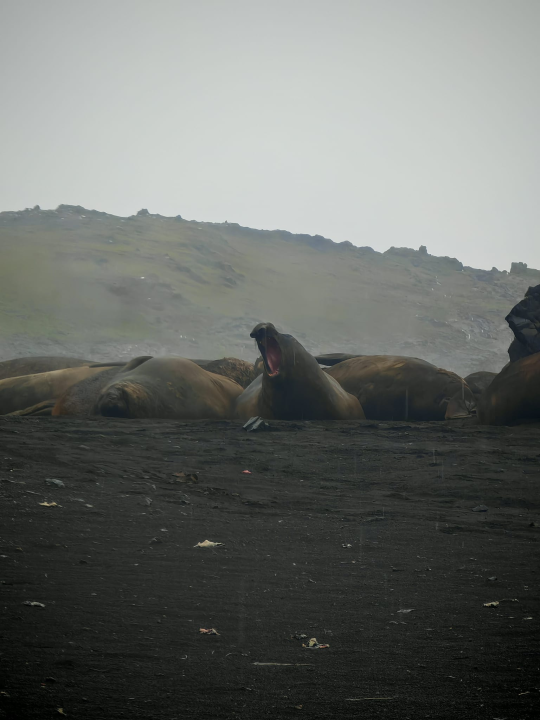 Veliki Gogo na sedmom kontinentu: 'Ako bi Antarktiku trebao opisati riječima, osjećao bi se da abnormalno umanjujem doživljaj' 