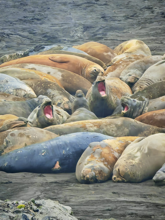 Veliki Gogo na sedmom kontinentu: 'Ako bi Antarktiku trebao opisati riječima, osjećao bi se da abnormalno umanjujem doživljaj' 