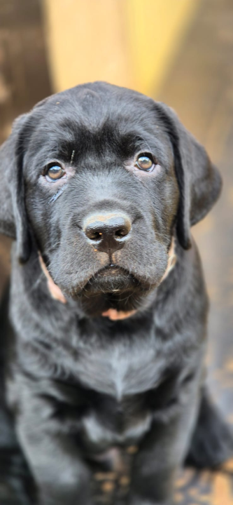 Preslatki štenci labradora spremni za novi dom – iz vrhunskog uzgoja s urednim rodovnicima