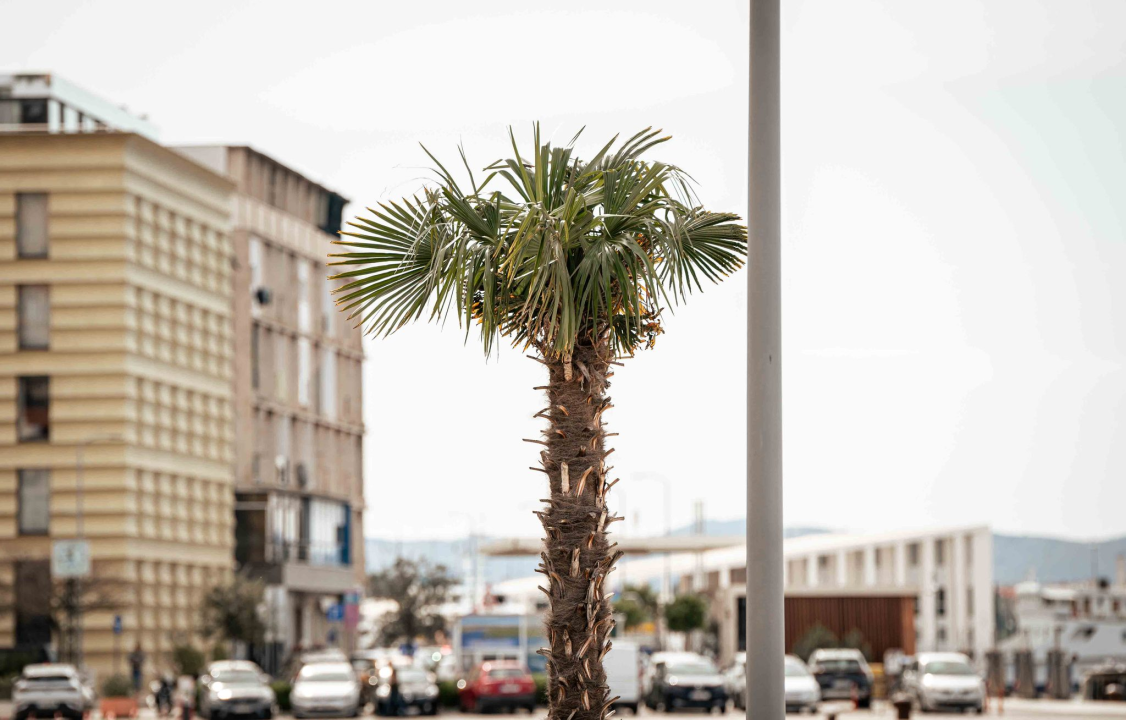 Unatoč stalnom 'napadu', obrana protiv Palmine pipe u Šibeniku ne posustaje