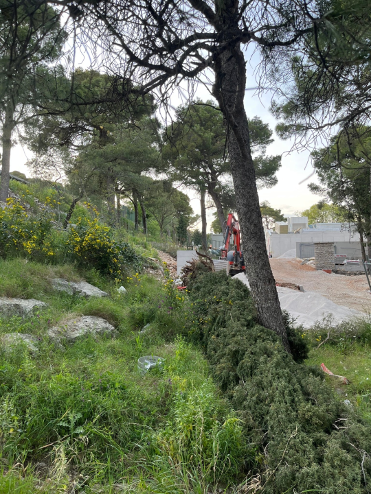 Čempres star 800 godina pao u trenu: 'Ajte kvragu svi zajedno, sa svim svojim investicijama'