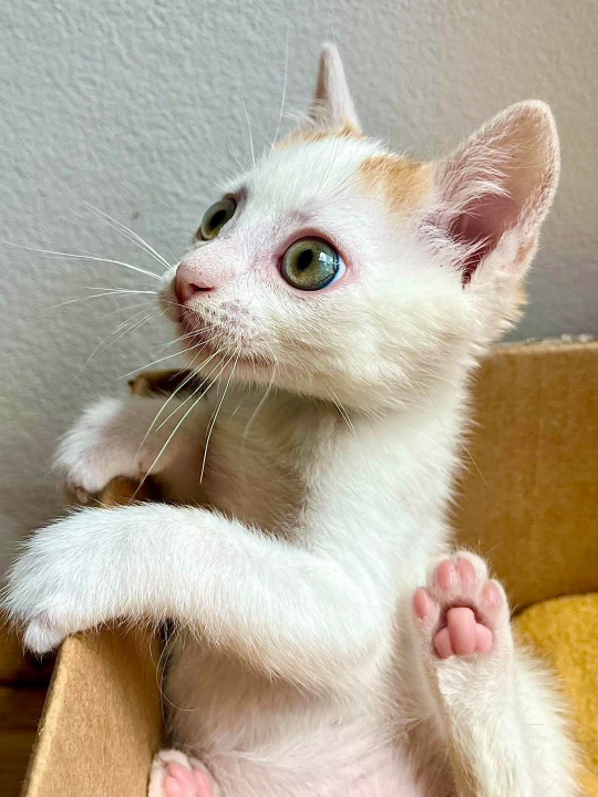 Anđelo iz Šibenskih šapa traži dom: Mačić koji osvaja srce na prvi pogled