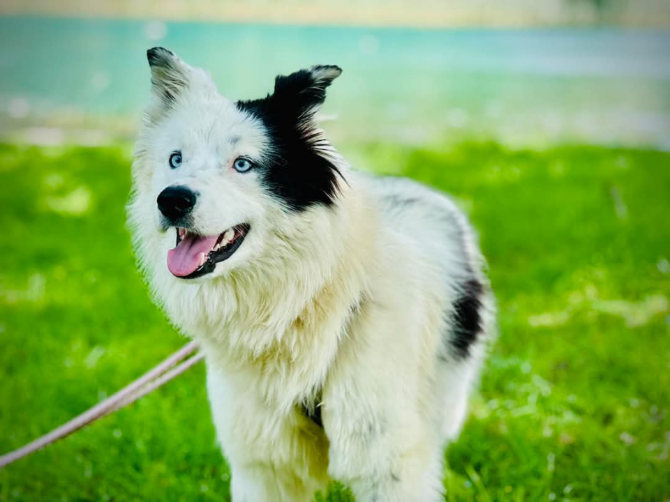 Apel iz Šibenskih šapa: Plavooka ljepotica Dolly traži zauvijek dom