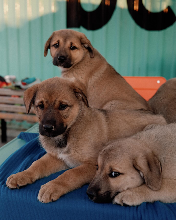  Splitska Zaklada Bestie i djelatnici NP Krka spasili štence kod Roškog slapa 