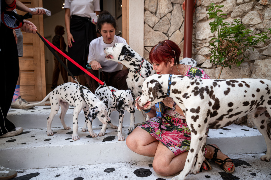 Otvorena Kuća dalmatinskog psa