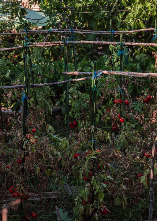 Na brdu iznad Šibenika: Mažurice s pogledom na grad, mirom i zajedništvom