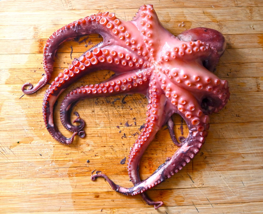 'Botnica' s okusom prošlosti: Krapanjska priča o hobotnici i ljudima