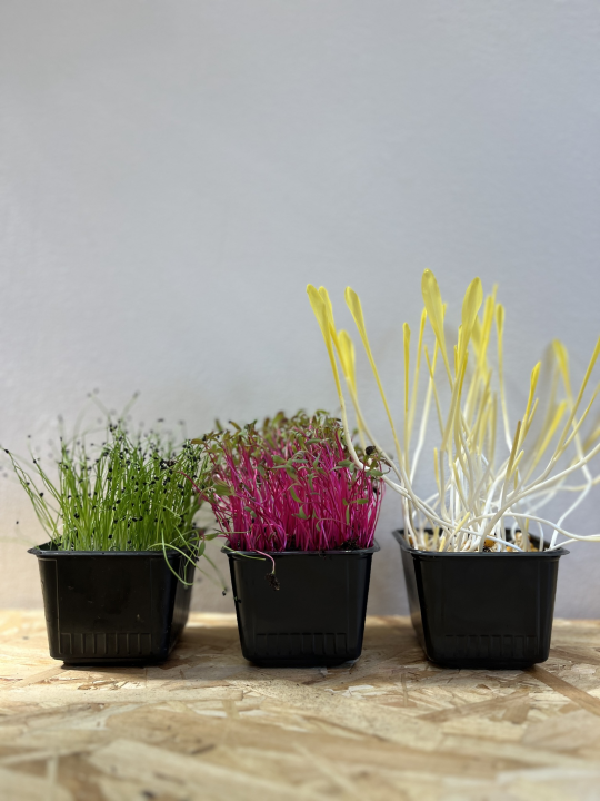 Roko i Anđela na Zlarinu uzgajaju mikrobolje.