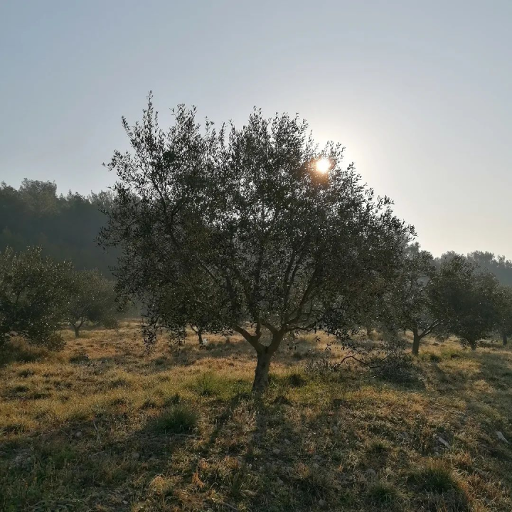FOTO OPG Bili Brig — Maslinik u srcu Krke gdje tradicija, obitelj i priroda rađaju ulje posebnog karaktera
