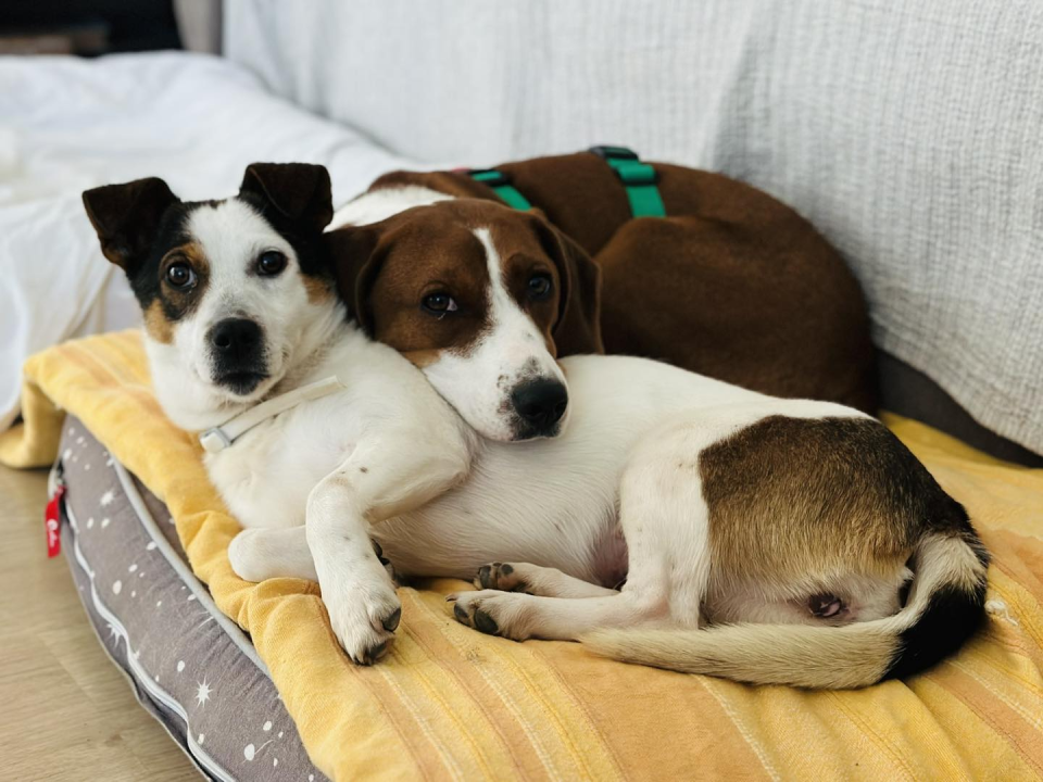 Mia, štićenica Šibenskih šapa, strpljivo čeka svoj zauvijek dom