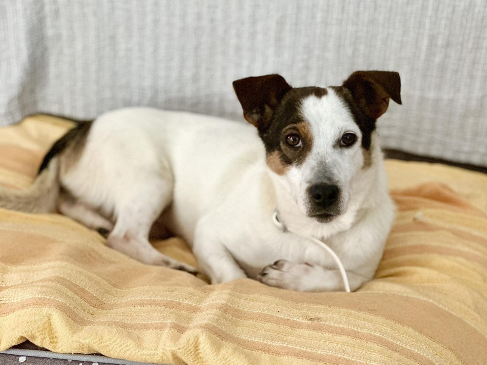 Mia, štićenica Šibenskih šapa, strpljivo čeka svoj zauvijek dom