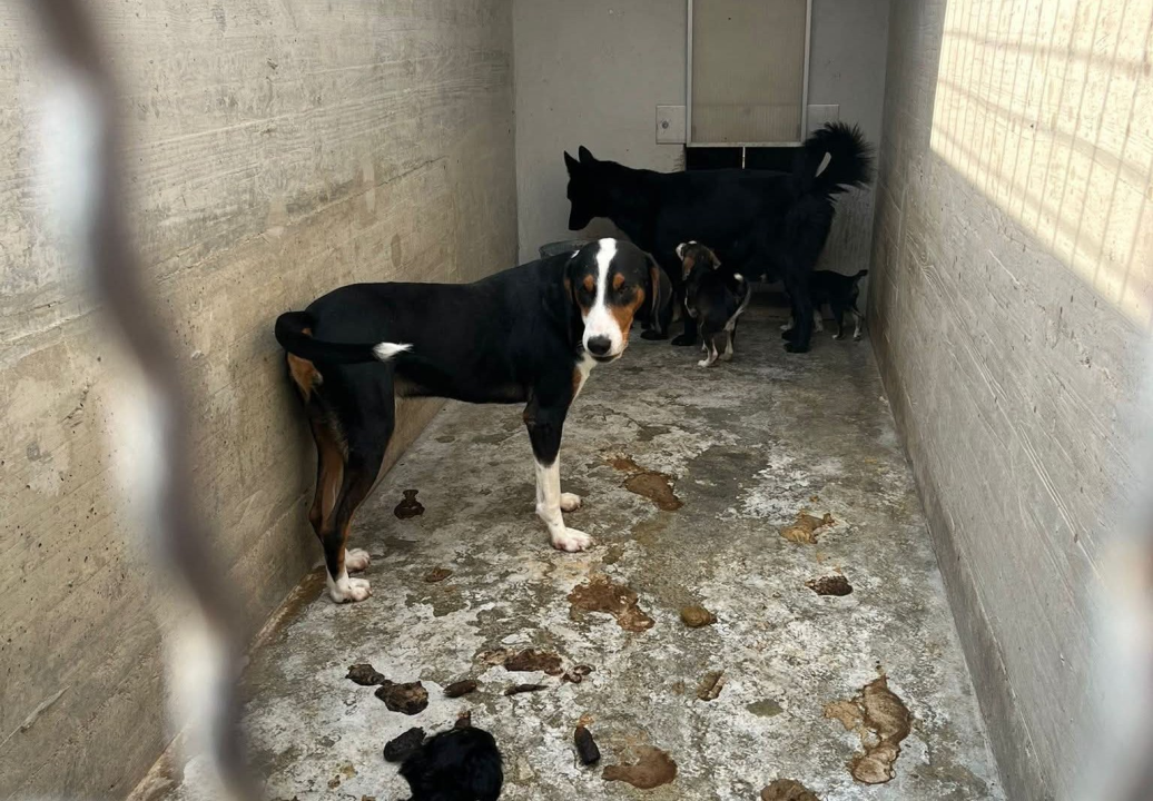 Pokret za životinje poslao apel Željku Buriću: 'Ovakvo stanje pasa u As Eku nije od jučer'