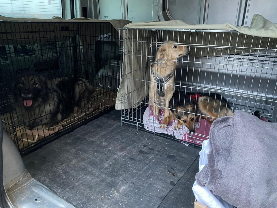 Nakon šokantnih saznanja o uvjetima u As Eku, Šibenske šape slave uspješne udomiteljske akcije: 'Svaka vožnja znači novi početak'