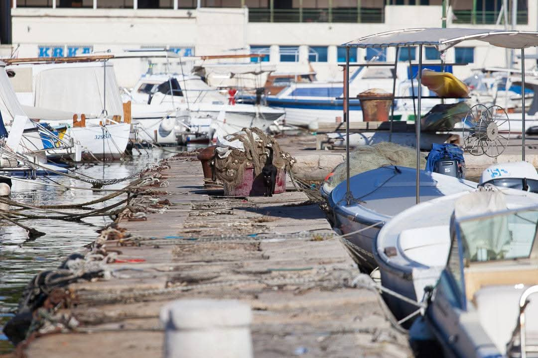 Mandroč je stoljećima hranio Šibenik, danas čuva njegov identitet