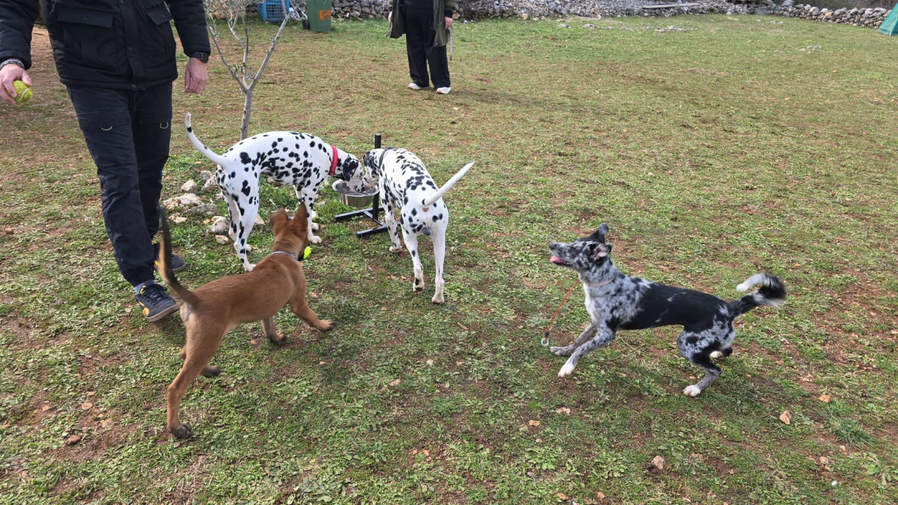 Održano 3. izdanje natjecanja 'Ghetto Dog' u Pokrovniku