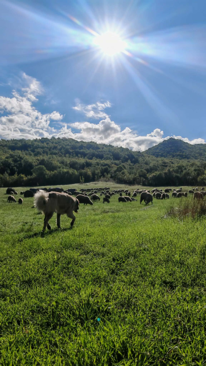 Mario je život u gradu zamijenio selom