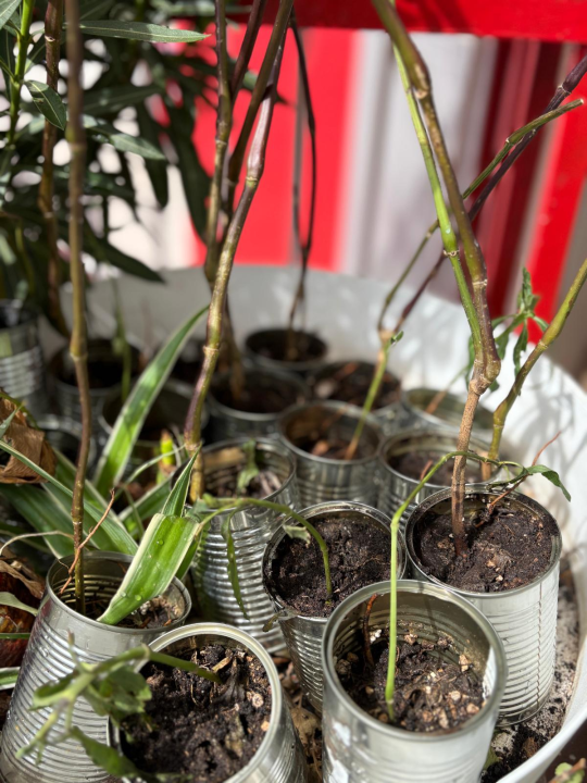 Pripremljeno 70 sadnica lavandule i ruellije za eko-akciju u Zatonu i Raslini