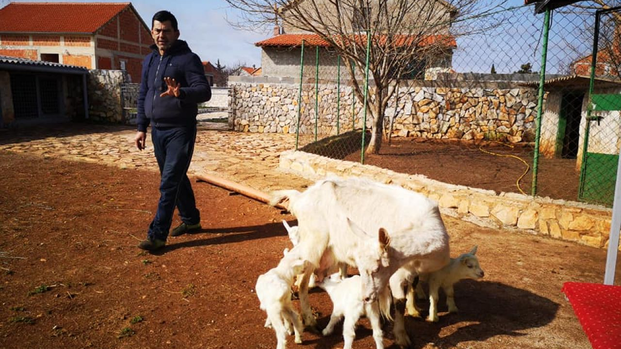 Bella ojarila četiri kozlića, to je prava rijetkost. Obišli smo imanje koje čuva kangalka Melanija