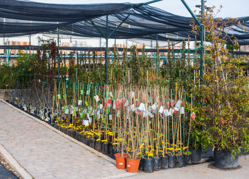 Fotografija 24 - Izaberite nešto baš za sebe iz šarenila cvatnica u Vrtnom centru Dubrava!
