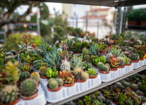 Fotografija 26 - Izaberite nešto baš za sebe iz šarenila cvatnica u Vrtnom centru Dubrava!