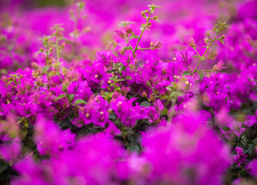 Fotografija 25 - Izaberite nešto baš za sebe iz šarenila cvatnica u Vrtnom centru Dubrava!