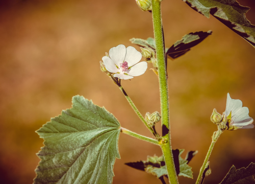 Sljezov čaj pomaže kod kašlja, bolnog mokrenja i bolesti probavnog sustava