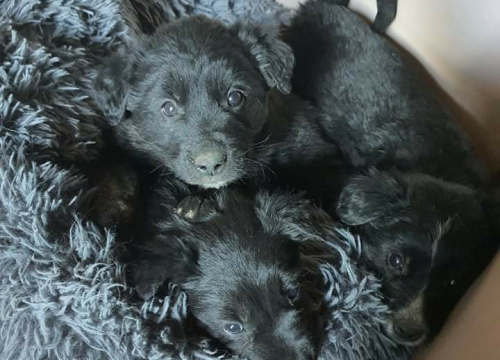 Netko je u gradu odbacio ove tri njuškice stare tek dva mjeseca: Štenci traže siguran dom