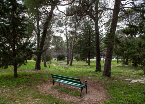 Alergija na pelud: Zašto se javlja i kako ublažiti simptome koji znaju biti nesnosni