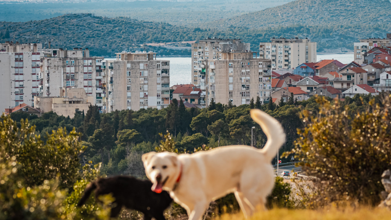Mi smo potpisali, potpišite i vi: Vrijeme je da držanje psa na lancu bude zakonski zabranjeno!
