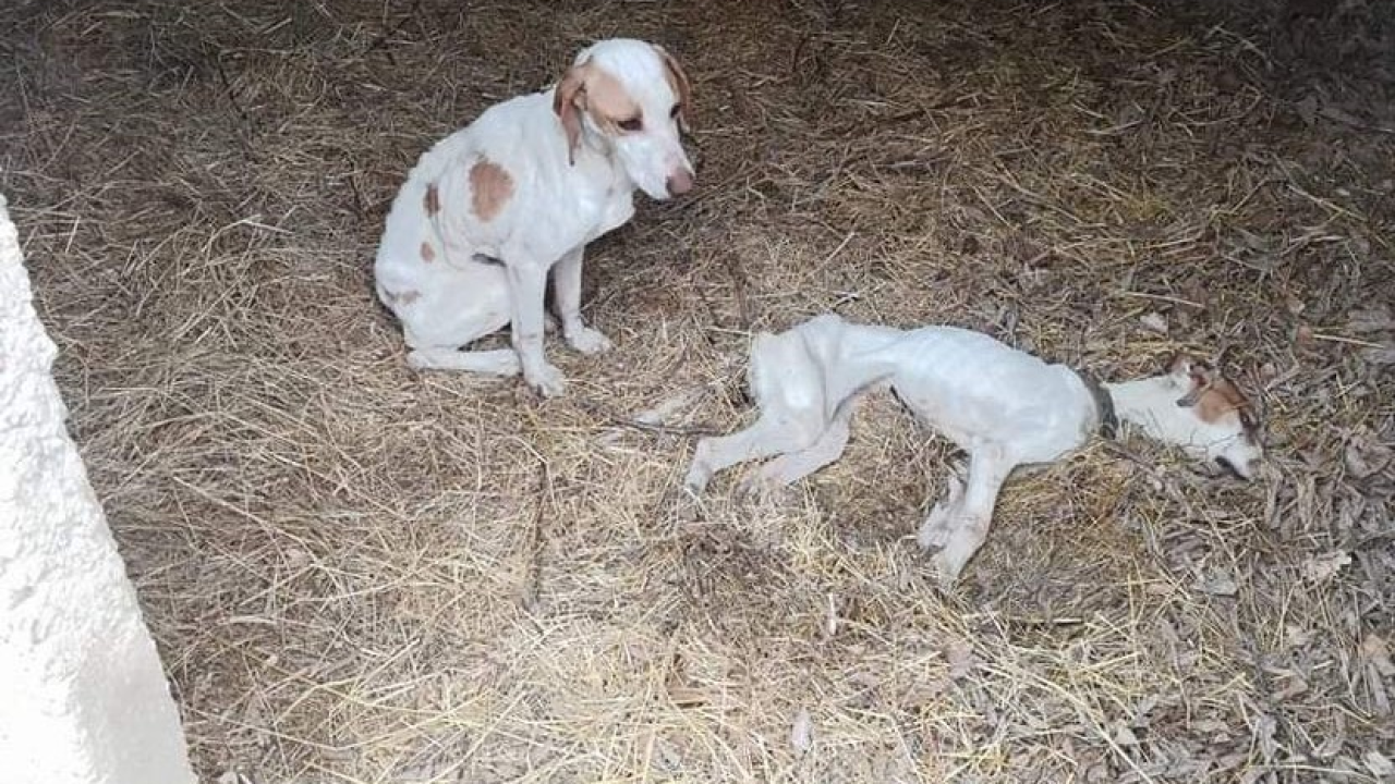U okolici Knina netko ih je ostavio da umru od gladi: Preživjeli psić čuvao je svog mrtvog brata