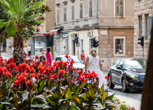 Za šarenije balkone i vrtove: U utorak se na Poljani dijeli dvije tisuće sadnica cvijeća