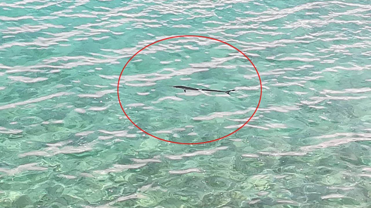 Neobičan gost svratio u valu kod Grebaštice