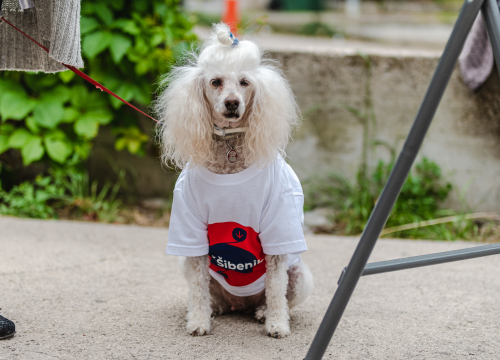 Fotografija 6 - Restović: 'U drugi krug idemo Burić i ja, nadam se da neće izbjegavati sučeljavanje i razmjenu mišljenja'