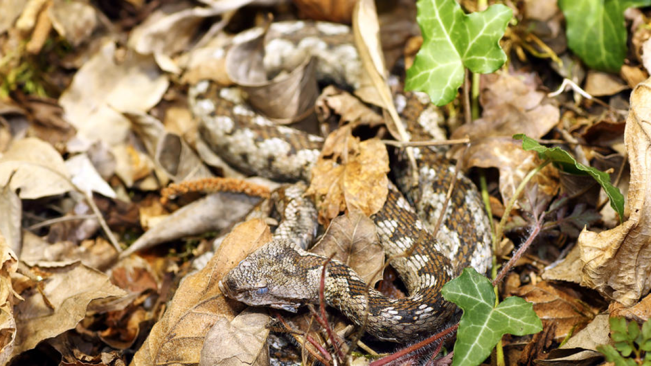 Što trebate, a što nikako ne smijete učiniti ako vas ugrize zmija?