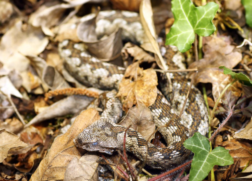 Što trebate, a što nikako ne smijete učiniti ako vas ugrize zmija?