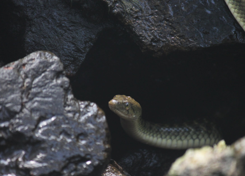 Što trebate, a što nikako ne smijete učiniti ako vas ugrize zmija?