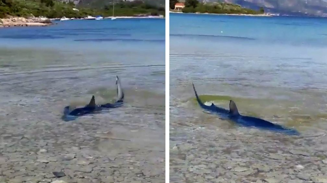 Morski pas dug dva metra u plićaku korčulanske plaže!