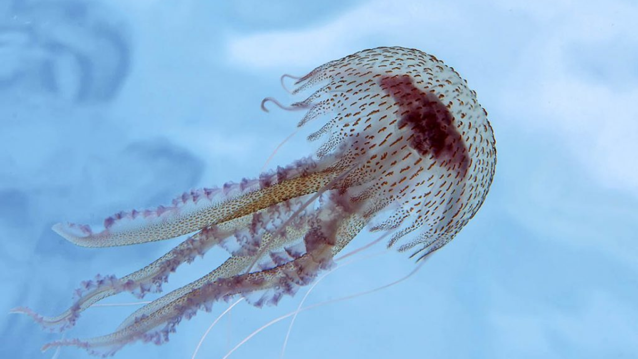 U Jadranu se pojavila opasna meduza: Opekotine prolaze sporo i ostavljaju ožiljke, evo što učiniti kod bliskog susreta