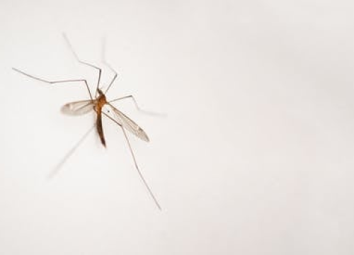 Noću zatvorite prozore, kreće zamagljivanje komaraca u Bilicama, Vodicama, Srimi, Čistoj Velikoj...