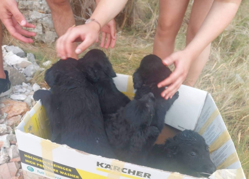 Netko je u Šibeniku odbacio ovih šest štenaca: Traži se privremeni smještaj do udomljenja malenih