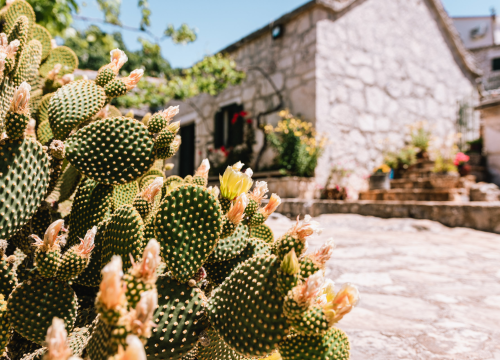 Fotografija 9 - Don Stipe Perkov objavio ‘Razgovore (ne)ugodne puka primoštenskoga’: Riječima su, kao s kamenom, gradili suhozid prošlosti!