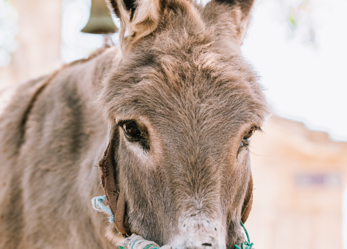 Fotografija 23 - Don Stipe Perkov objavio ‘Razgovore (ne)ugodne puka primoštenskoga’: Riječima su, kao s kamenom, gradili suhozid prošlosti!