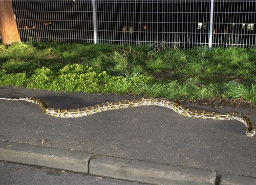 Policija traži zmiju dugu tri metra koja je pobjegla vlasniku, još nije jasno kako je planiraju uloviti